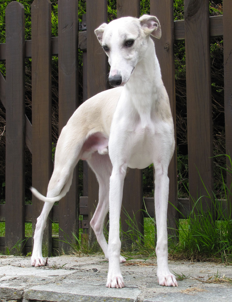 whippet_tristan__04
